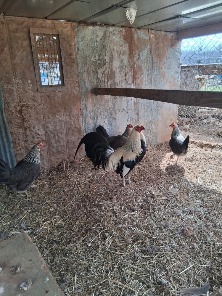 6 +Bennett Pure Hatching Eggs