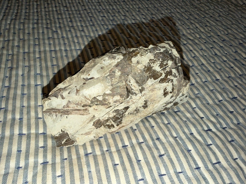 Fossilized Fish Skull With Teeth