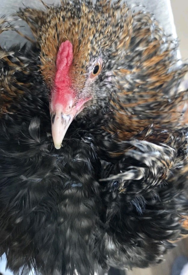 8 +Rainbow Layer Frizzled Hatching Eggs Npip Cert