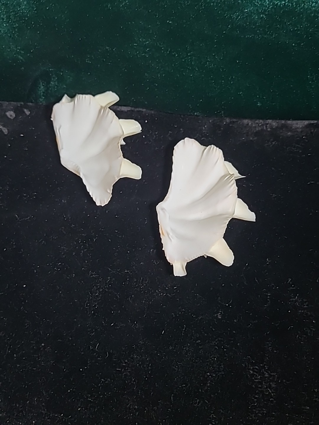 Vintage Whole Tridacna Squamosa Clam Shell Small Fan