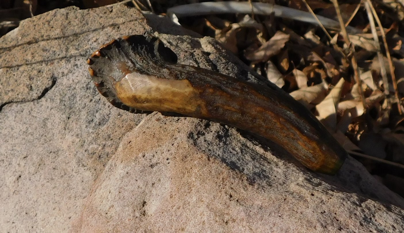Fossilized Ice Age Deer antler in remarkable condition