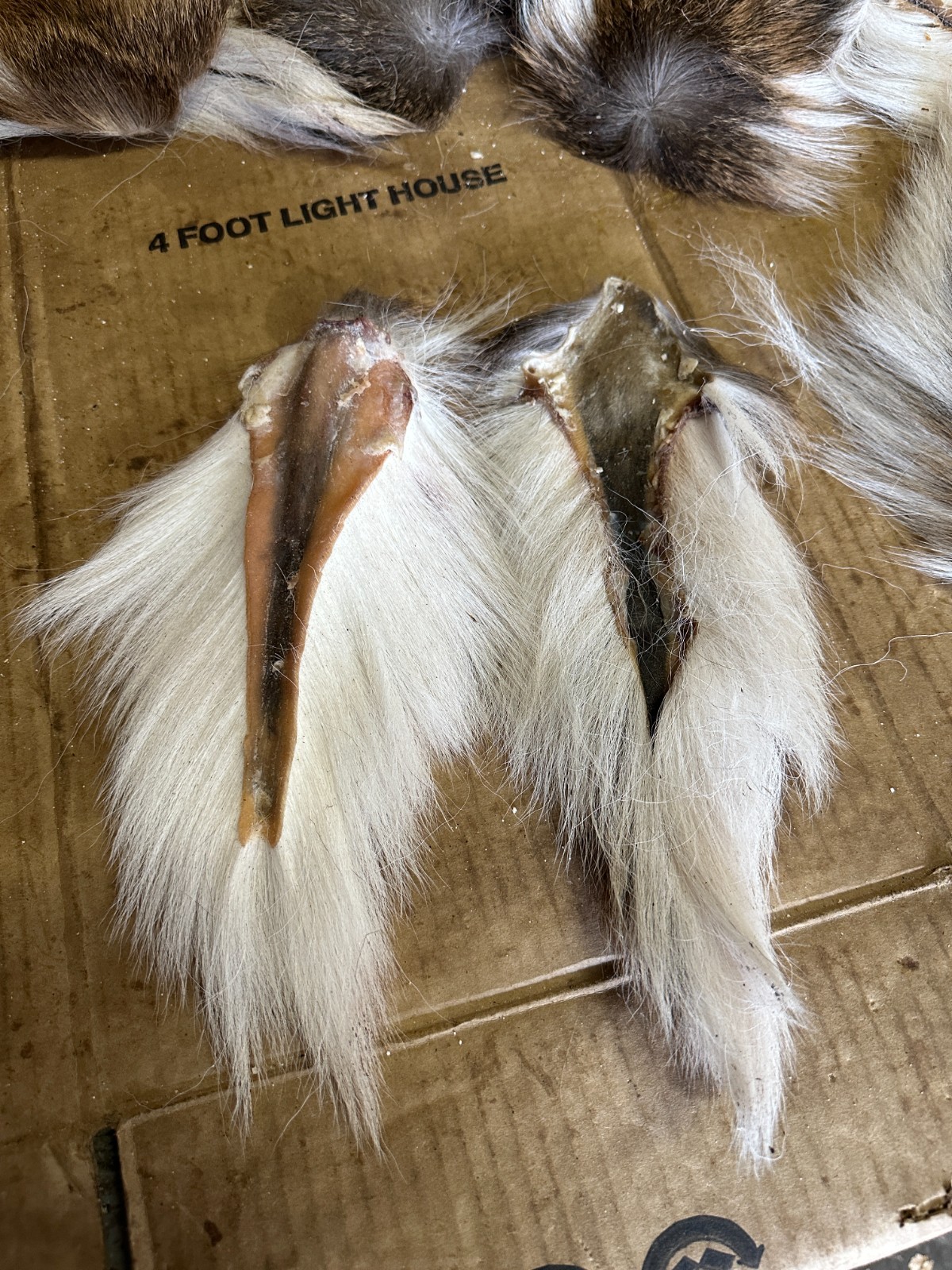 " WEEKLY SPECIAL " 2 DEER TAILS ( READ DISCRIPTION ) 10 INCH PLUS AIR DRIED