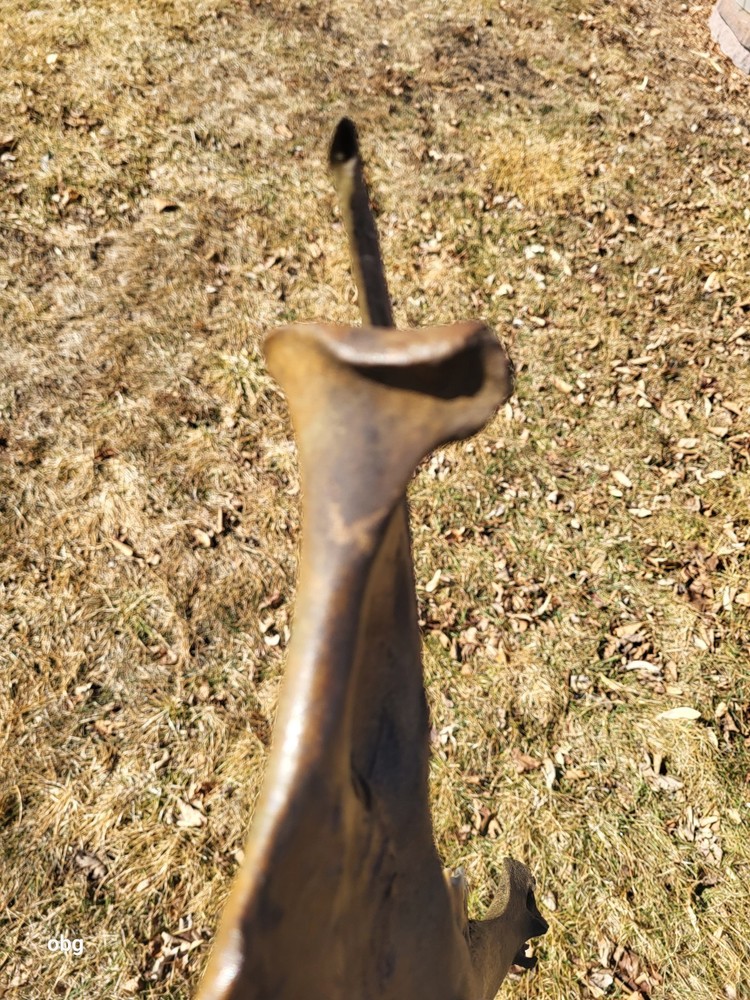 Historic Bison lower jaw bone buffalo
