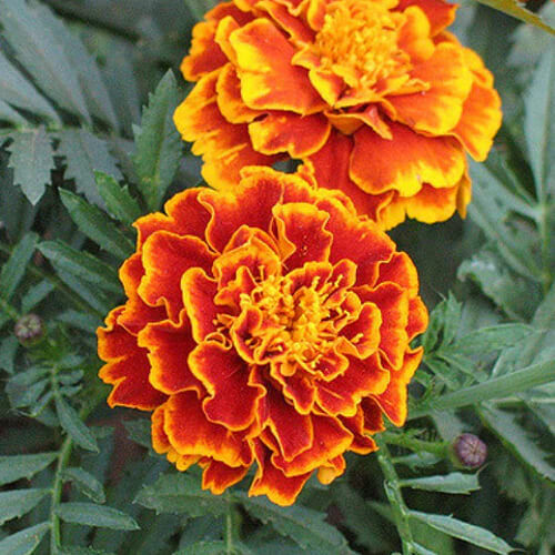 Sparky Mix Marigold Seeds | Bicolor Orange, Yellow & Red | Free Shipping | 1189