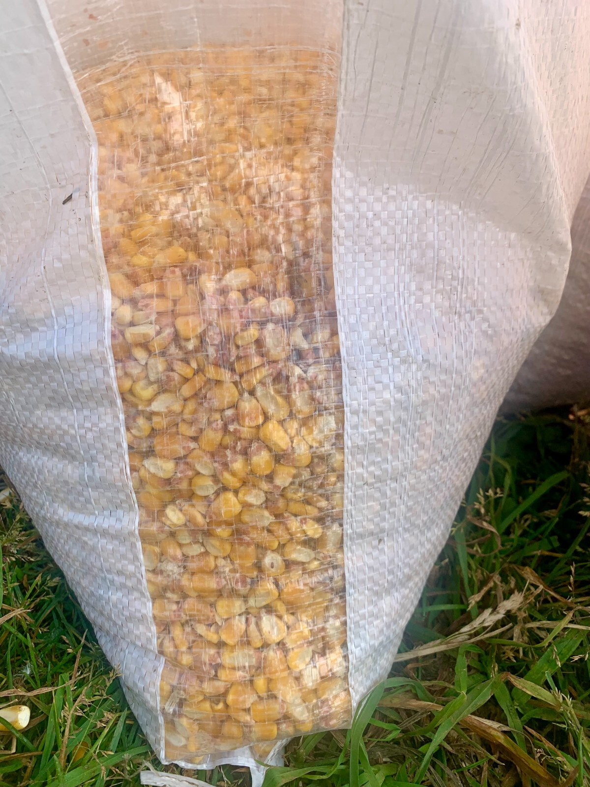 Shelled Corn Premium Wildlife, Bird, Animal Feed 15 lb Ship included