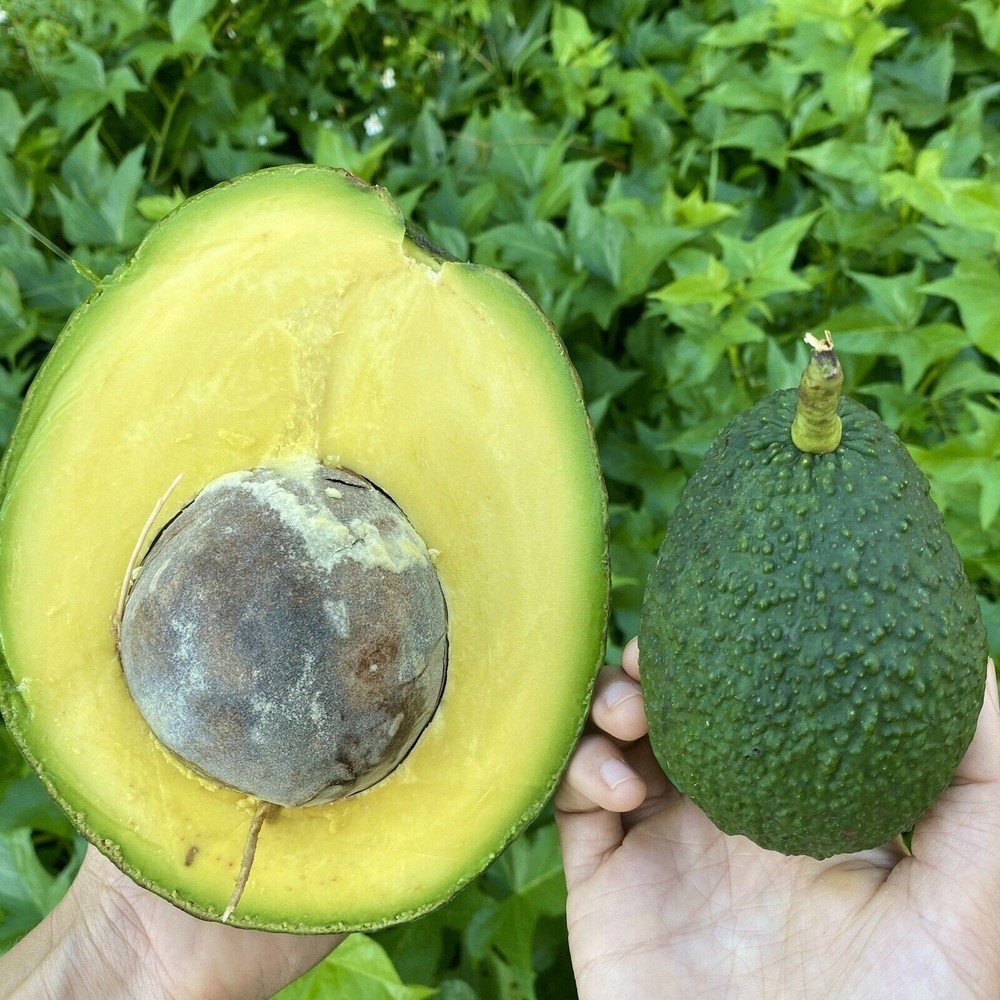 Marcus Pumpkin Avocado Tree – Live Tropical Fruit Tree – Rare Variety - NO CA
