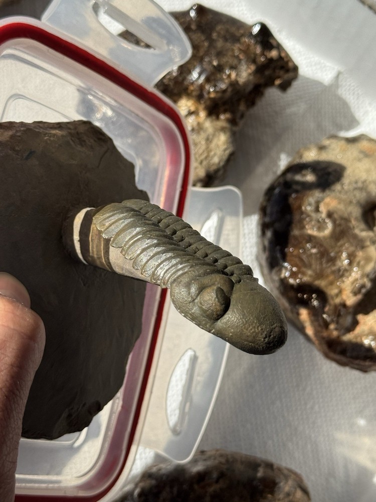 trilobite fossil specimen on matrix