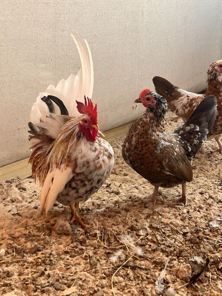 12 Beautiful Serama Hatching Eggs