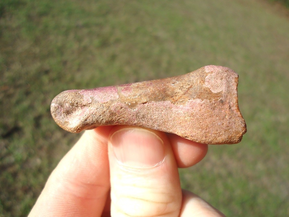 PINK ALGAE STAINED DEER PHALANX TOE BONE ICE AGE EXTINCT BONES TOOTH SKELETON @