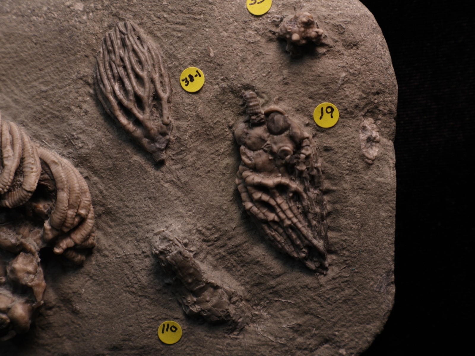 Meaty Plate of Fossil Crinoids, Crawfordsville, IN