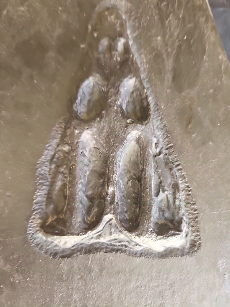 NOTHOSAURUS Skull Rare The Matrix