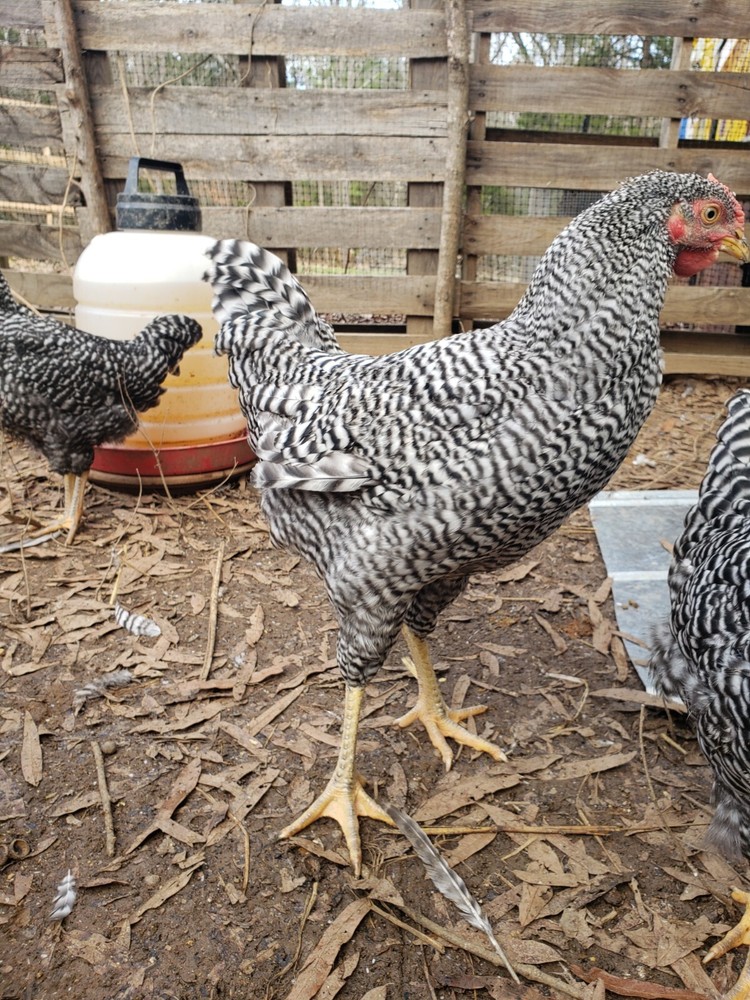 10+ Heritage Dominique Hatching Eggs