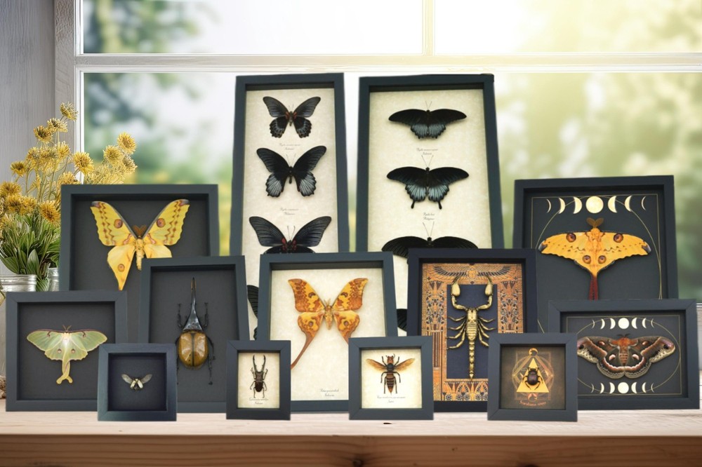 Real Framed Pale Green Triangle Butterfly Graphium eurypylus lycaonides