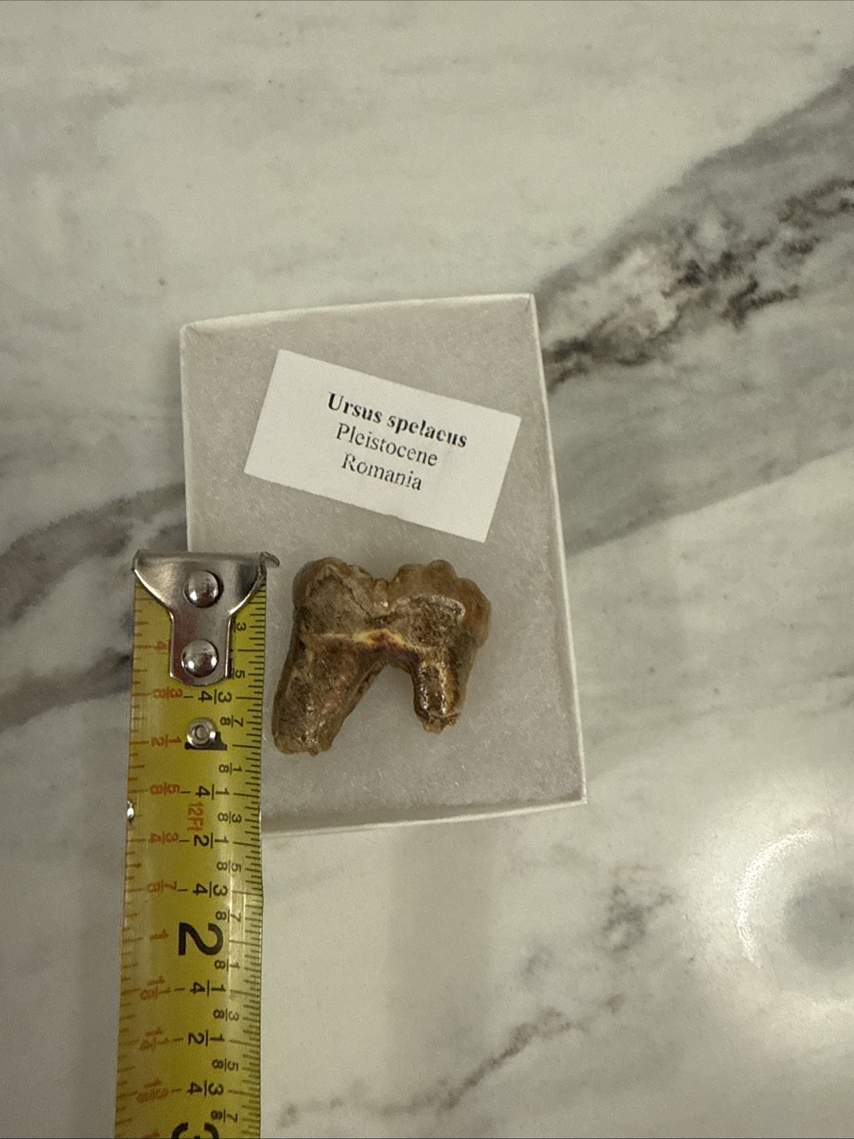 Cave Bear Tooth Molar Fossil From Romania Approximately 25,000 Years Old