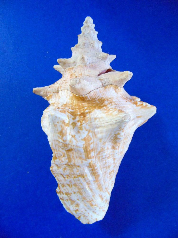 Lot of 4 Seashells