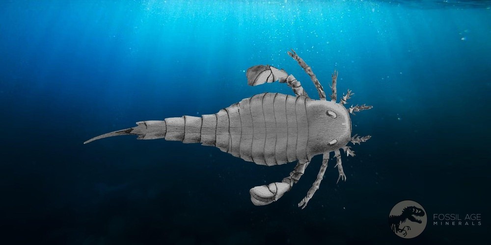 4.2" Eurypterus Sea Scorpion Fossil Eurypterid Silurian 420 Mil Yrs Old New York
