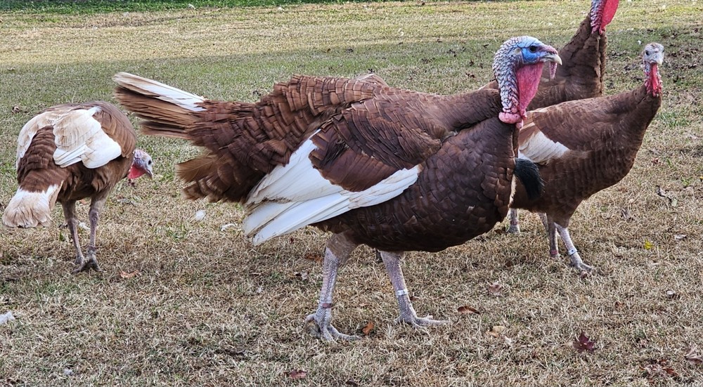 12 Bourbon Red Turkey Hatching Eggs