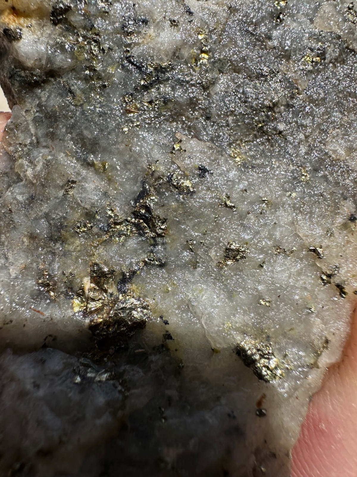 GOLD ORE SAMPLE SPECIMENS 1.5 lbs