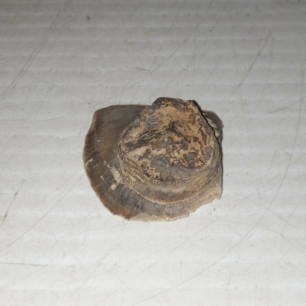 Edrioasteroid Fossil