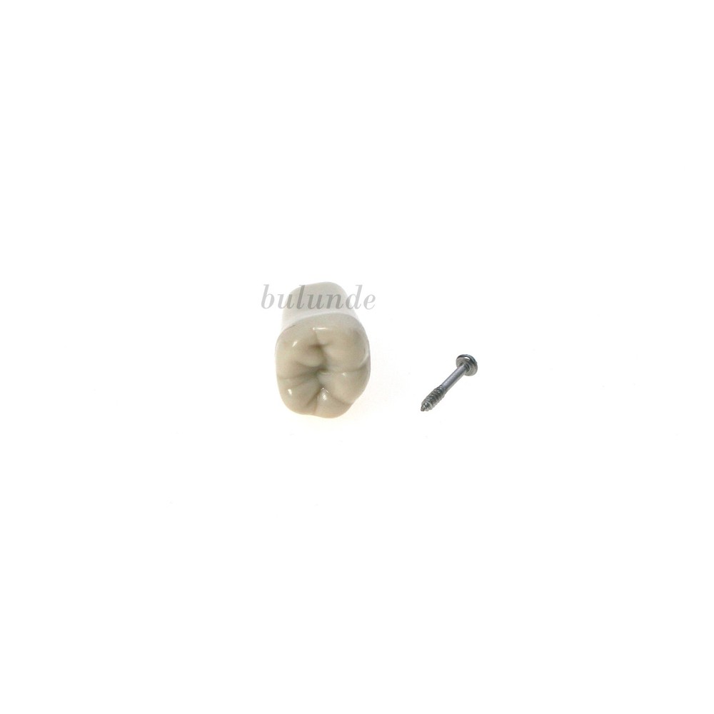 US Dental Tooth Model Columbia Dentoform 860 Type With 32pcs Replacement Teeth
