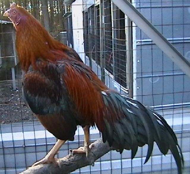 12 ASSORTED WAHL ASIL EGGS