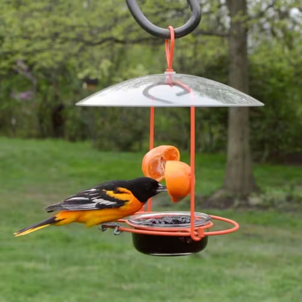 Oriole Wire Feeder 3/4 Cup