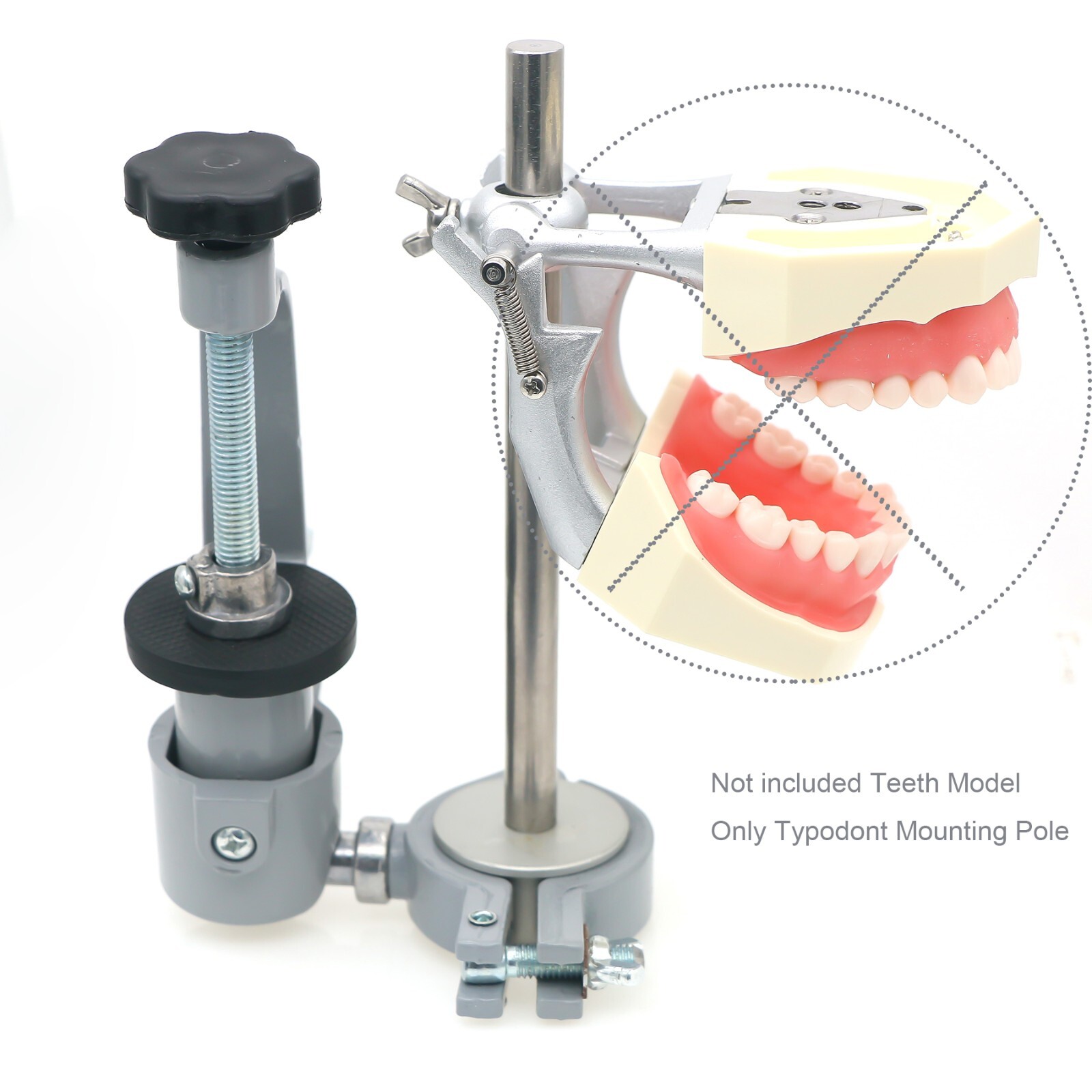US Dental Typodont Mounting Pole For Columbia Kilgore Nissin Frasaco Teeth Model