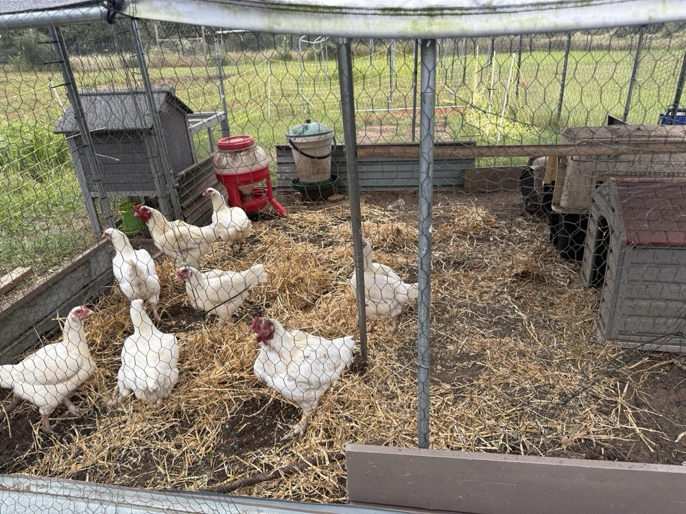 12 Standard White Cornish Hatching Eggs