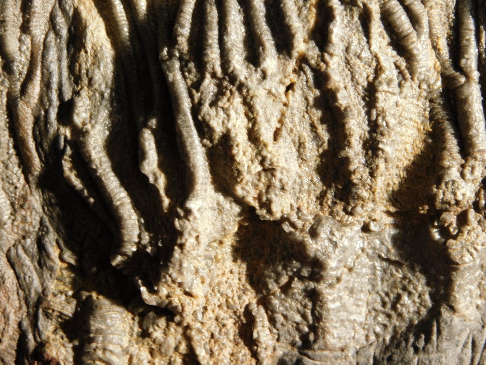 BIG! 430 Million Year Old! CRINOID Fossil or Sea LILY Fossil Morocco 1570gr
