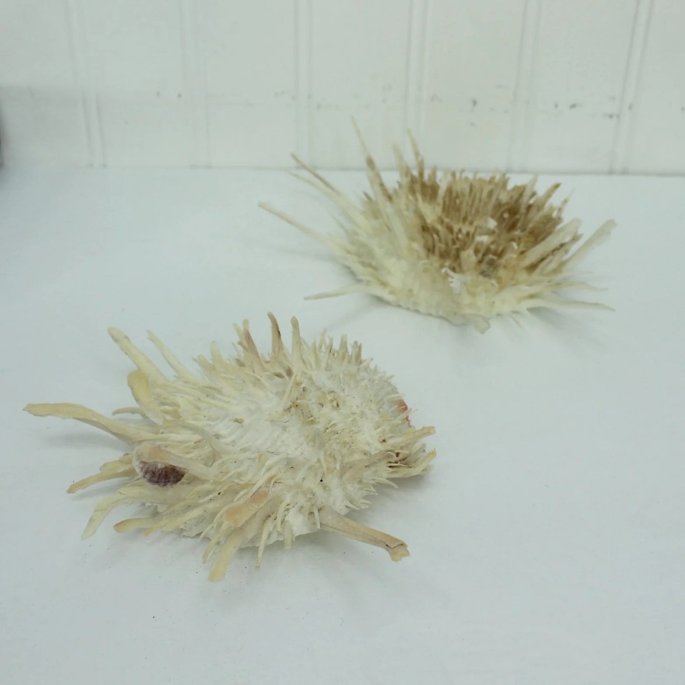 Florida Natural Shells 2 Large Spiny Jewels