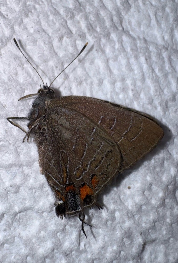 JS - Satyrium calanus - Banded Hairstreak 17