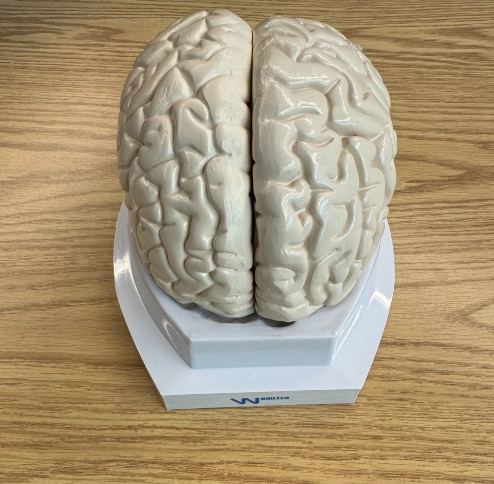 Human Brain Model, 3 part Anatomical Model Anatomy
