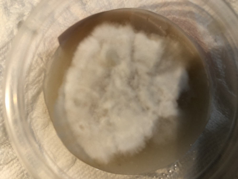 Live Genetics (Pick from Agar/LC/MSS/SS/SP)