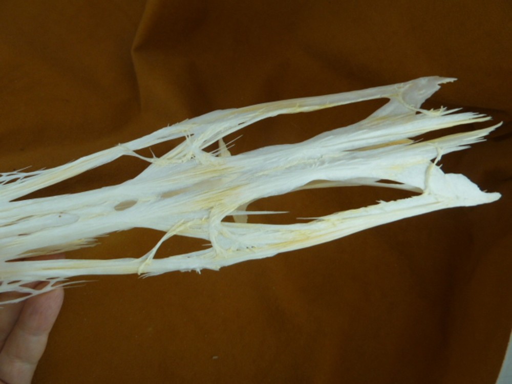 W3-p) 20" Paddlefish skeleton head bill Polyodon spathula spoonbill paddle fish
