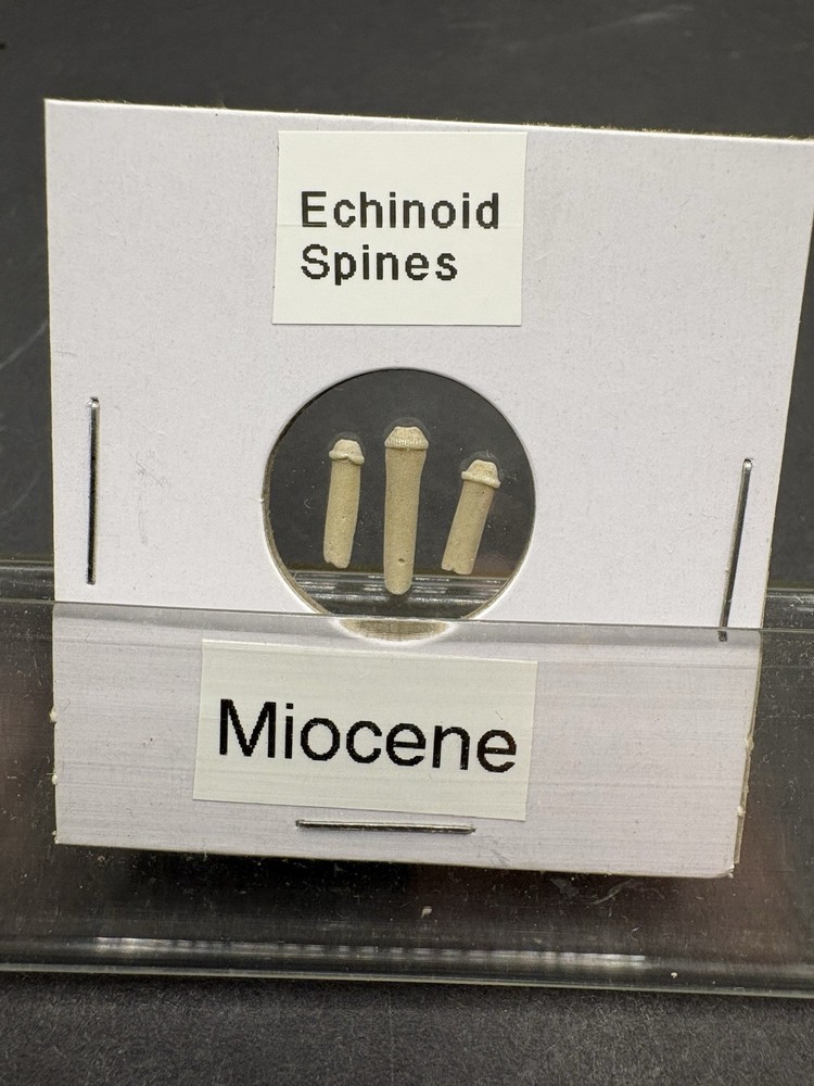 (12)- Mixed Location Micro Fossils- Miocene, Oligocene, Eocene, Cretaceous