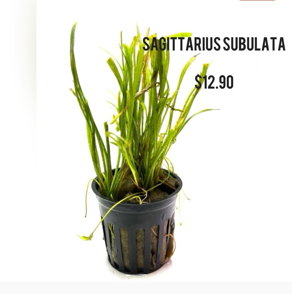 Aquatic Plants