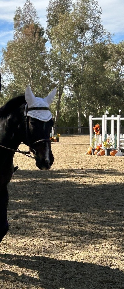Eskadron horse ear bonnet