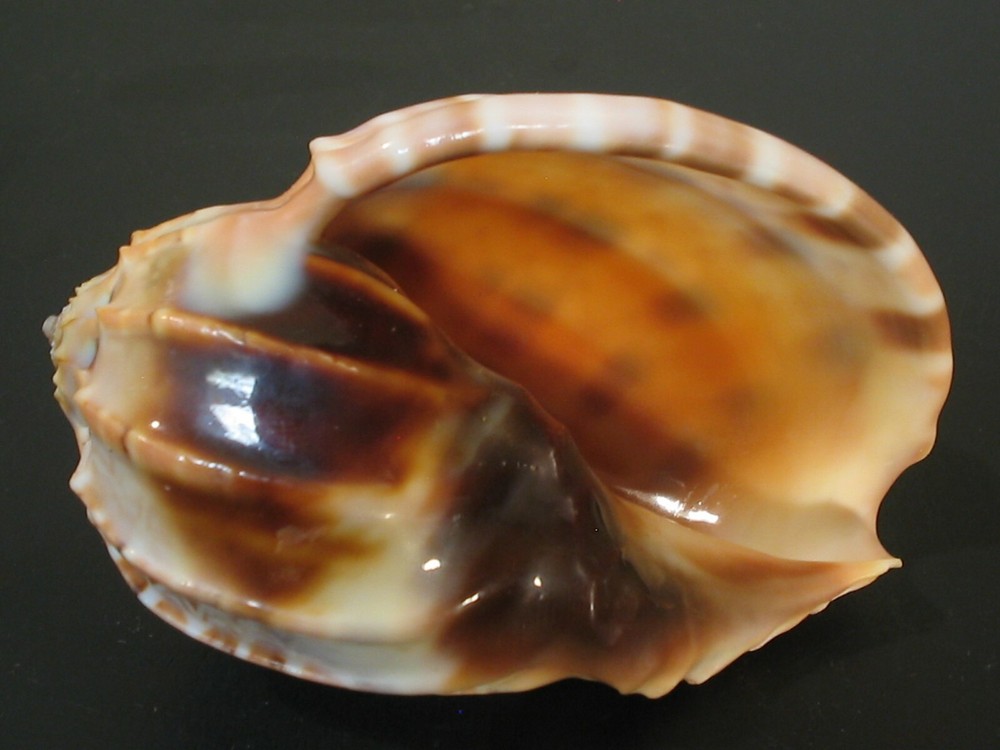Super Form...HARPA MAJOR~80.1mm!!~Philippines SEASHELL