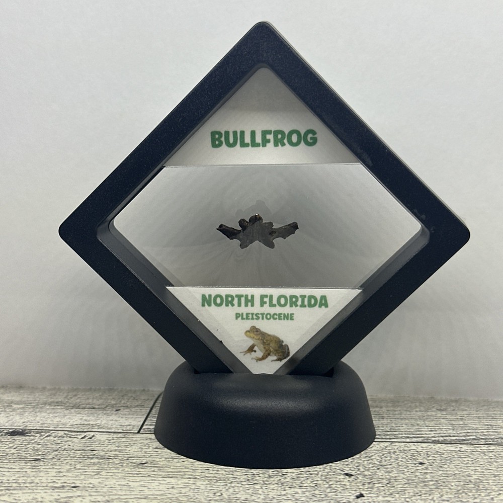 Bullfrog Frog Prehistoric Bone Fossil in Display Case