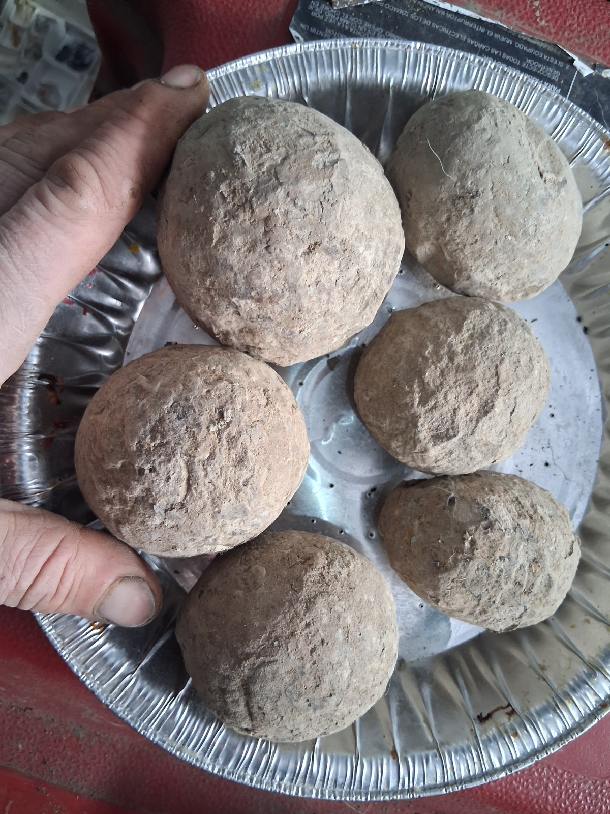 6 Medium Size Crab Fossil Concretions Pulalius Vulgaris Washington State