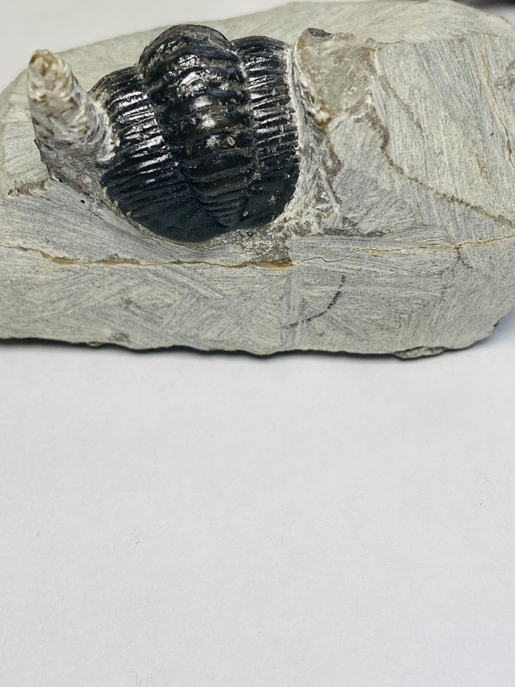 Bargain Trilobite