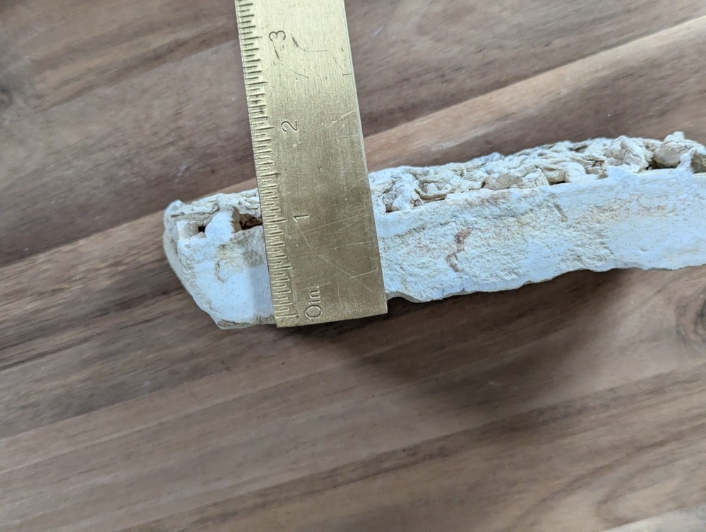 Colony Trace Fossil