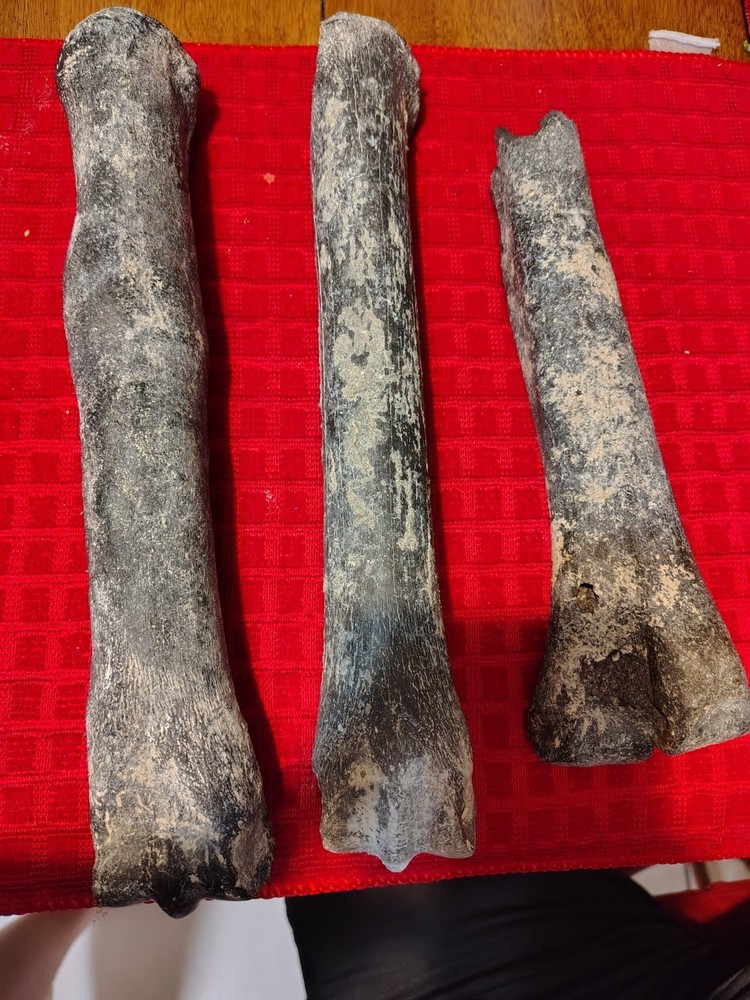 Deer Bone Fossils