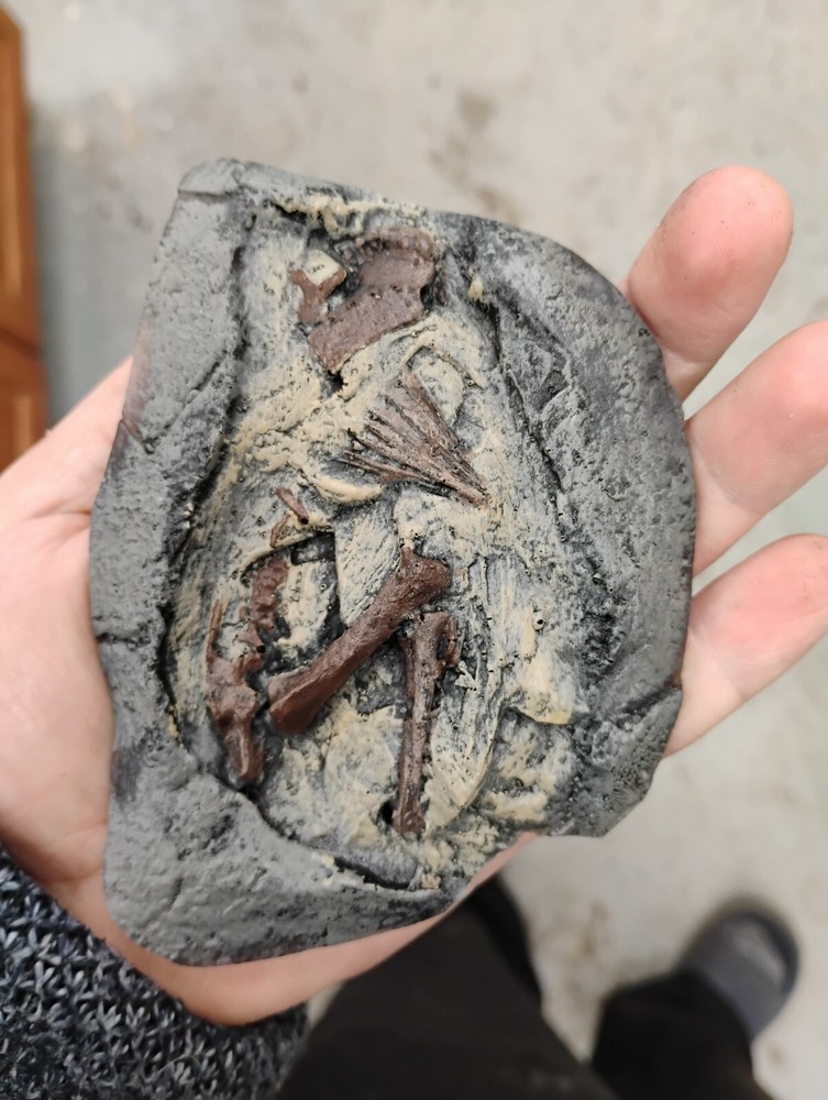 Hadrosaur Embryonic Skeleton Cast With Egg Shell-...