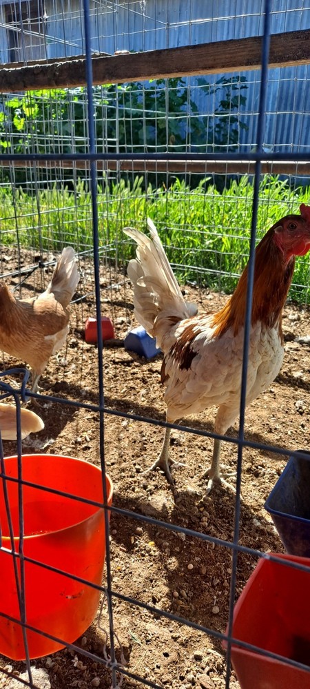 Chicken Hatching Eggs 6 + Spartan Blues