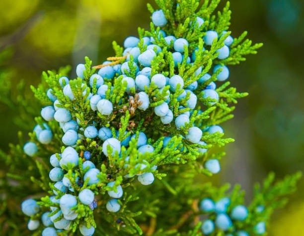 Eastern Red Cedar Trees Live Rooted In Pots 5 Per Order Seedlings