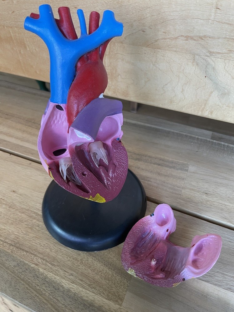 Anatomical Chart Co. Life Size Heart Model 2 Part 1996