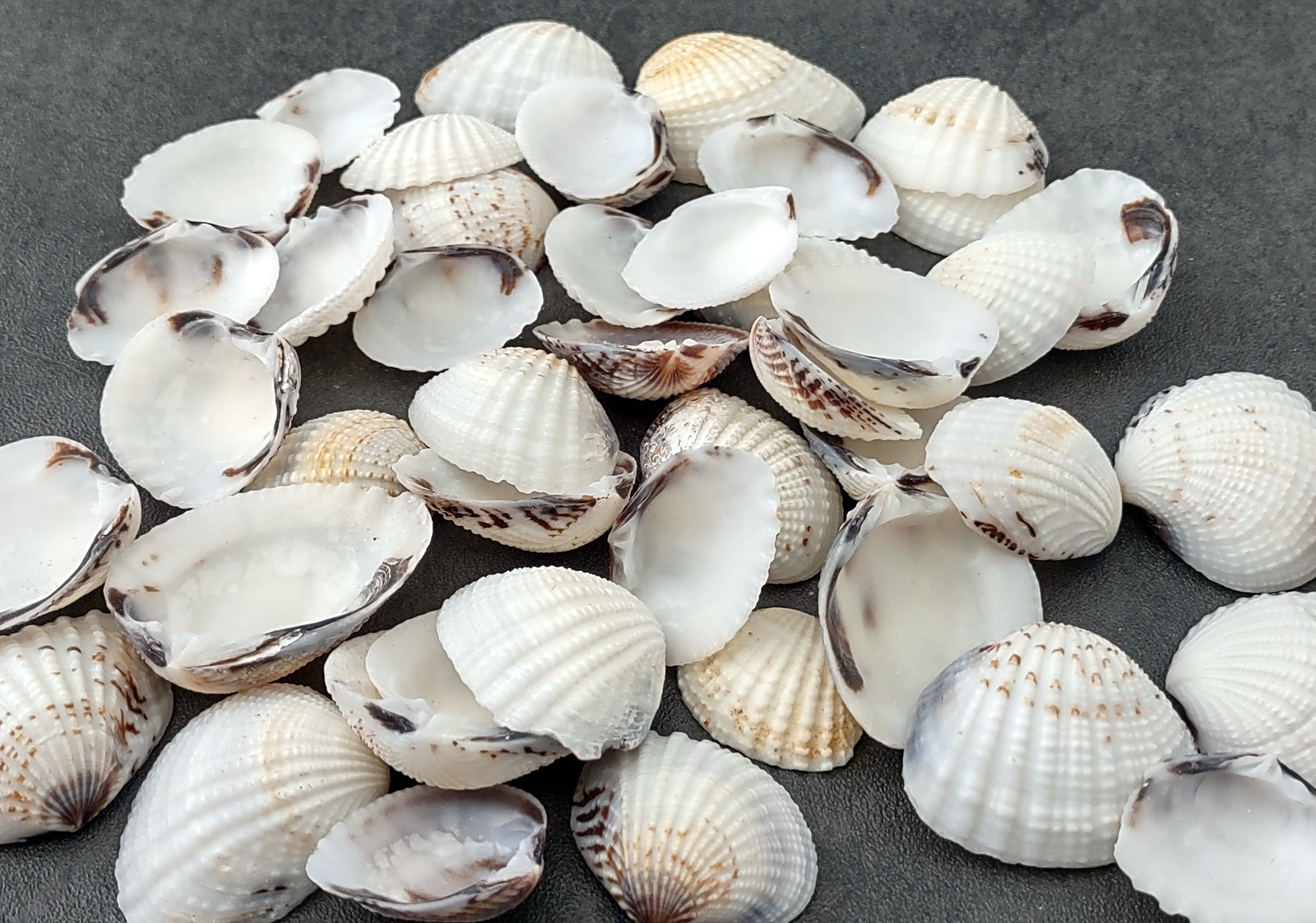 Speckled White Brown Black Clam Seashells approx. 1 cup 45+ shells 0.75+ inches