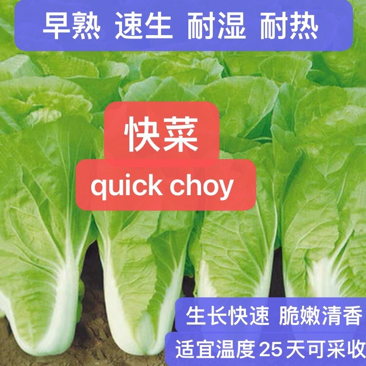 400+ Early quick choy seeds 400多粒早熟快菜种子 2025年新种子
