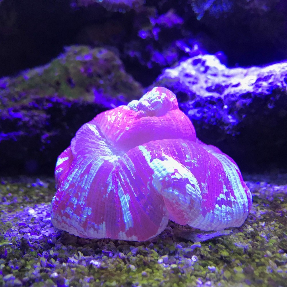 Reef Buffer 4kg / 8.8lbs - Maintain 8.3 pH & Carbonate Alkalinity